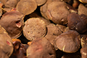 Brown mushroom caps side by side.