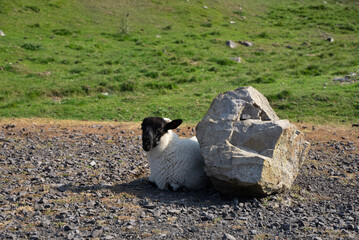 Sheep in ireland