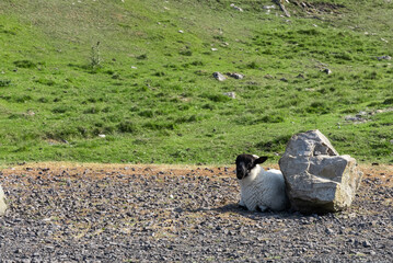 Sheep in ireland