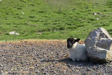 Sheep in ireland