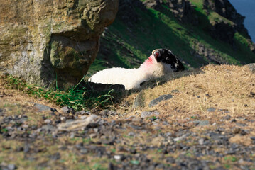 Sheep in ireland