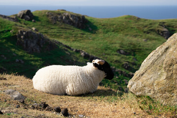 Sheep in ireland