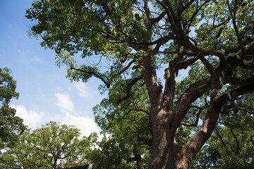 大木　クスノキ　森