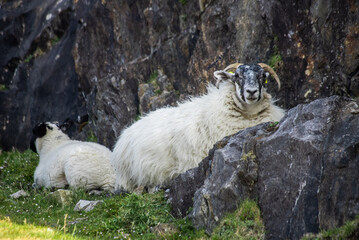 Sheep in ireland