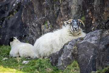 Sheep in ireland