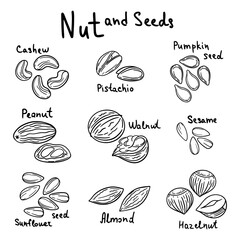 Set of nuts and seeds with text. Vector illustration. Almond, cashew