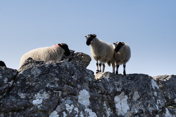 Sheep in ireland