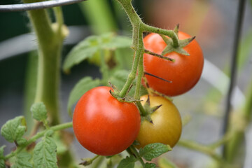 Tomato Plant with Cherry Tomatos Turning Ripe