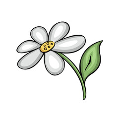 Chamomile spring flower and vector illustration