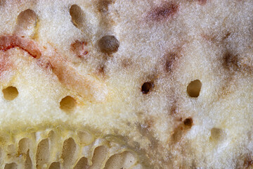 Macro detail of worm holes in the boletus of an edible mushroom.