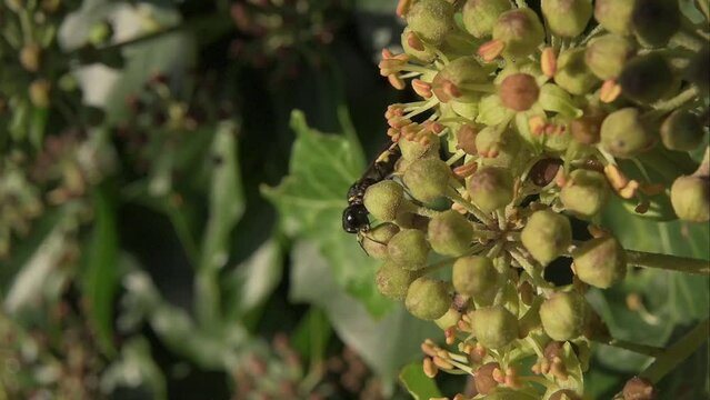 Digger Wasp (Ectemnius continuus) crawling over and feeding on Ivy flowers (Hedera helix) before falling off. October, Kent, UK [Slow motion x5]