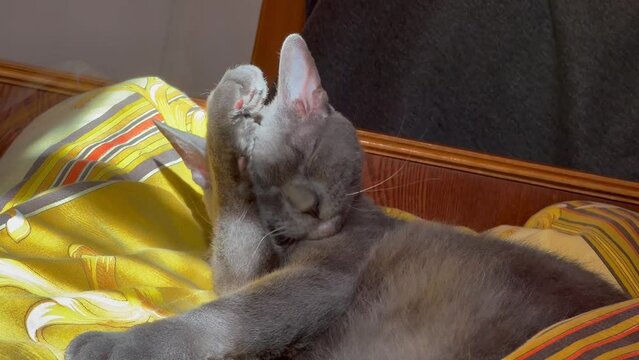 The gray sphinx cat lies in the sun on the bed and licks its fur