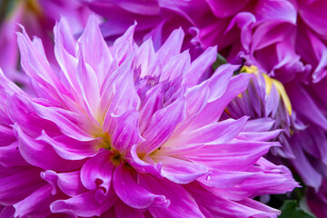 ダリアの花のクローズアップ