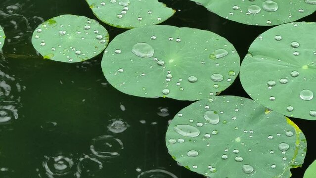 water on lotus leaves raindrops falling on water lily leaf gathering rain droplets hydrophobic 4k clip 