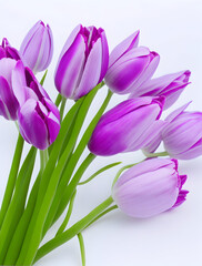  Elegantly arranged purple and lilac tulip flowers creating a serene atmosphere on a pristine White background.