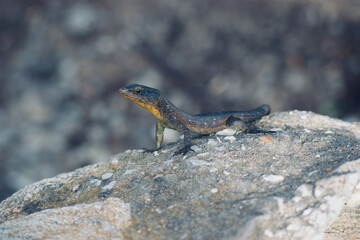 Lizard sitting on stone