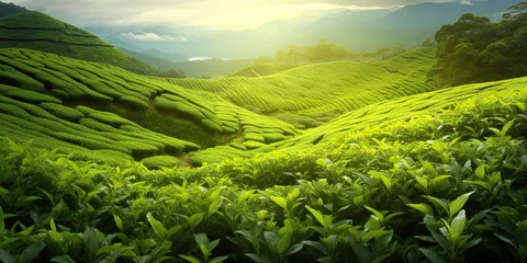 Keuken spatwand met foto Scenic tea plantation on beautiful asian hill. Nature bounty green landscape. Countryside bliss. Serene farming in highlands. Morning sunshine over vibrant © Bussakon