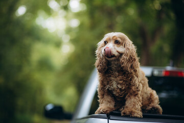 dog cocker spaniel licks while sitting in nature