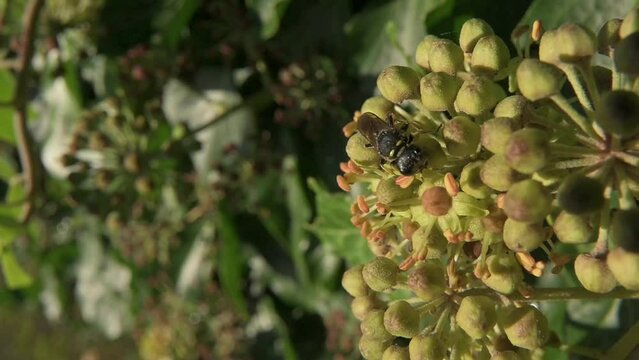 Digger Wasp (Ectemnius continuus) crawling over and feeding on Ivy flowers (Hedera helix). October, Kent, UK [Half speed]