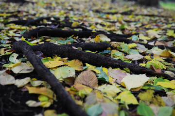Lively closeup of falling autumn leaves with vibrant backlight from the setting sun