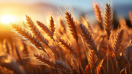 Golden Ripe Ears of Wheat at Sunset Rays of Sunshine Selective Focus Background