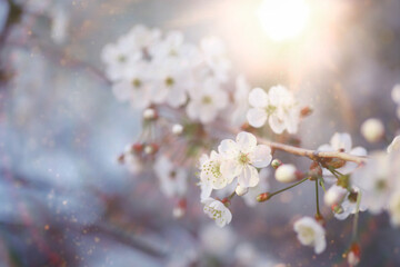 Spring flowering at sunset. White flower on the tree. Apple and cherry blossoms.