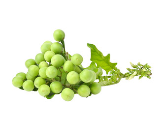 Turkey berry or little eggplant on transparent png