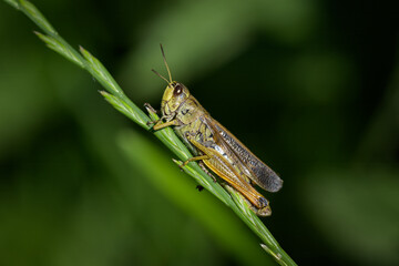 A Large Mountain Grasshopper sitting on grass