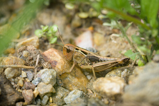 A Large Banded Grasshoppers sitting on the ground