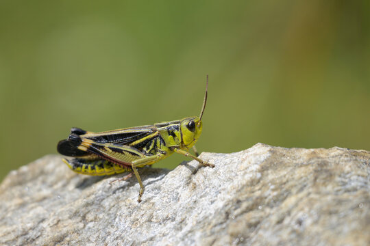 A Large Banded Grasshoppers sitting on a rock
