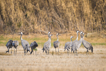 Obraz na płótnie Canvas A group of Common Cranes standing on a meadow