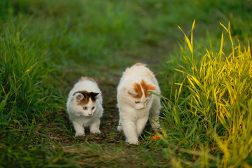Two playful kittens standing on trail