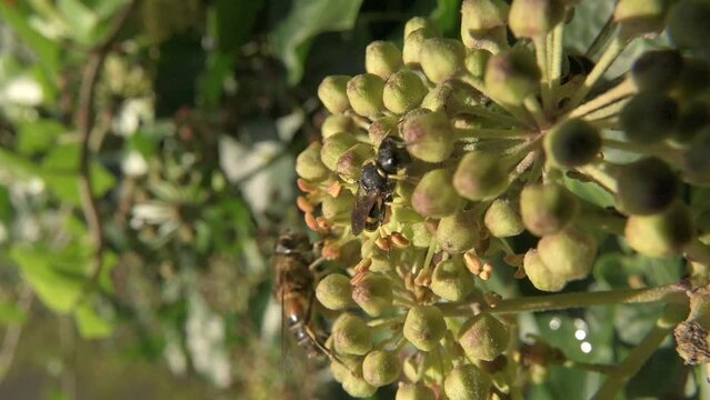Digger Wasp (Ectemnius continuus) crawling over and feeding on Ivy flowers (Hedera helix). October, Kent, UK [Slow motion x5]