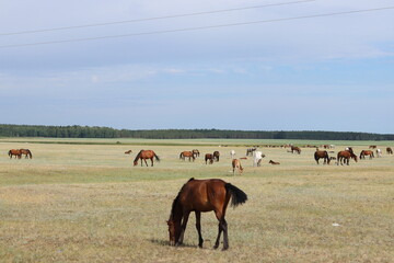 horses in the field