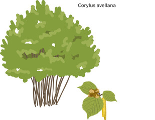 Noisetier (Corylus avellana) SVG