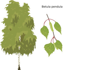Bouleau (Betula pendula) SVG