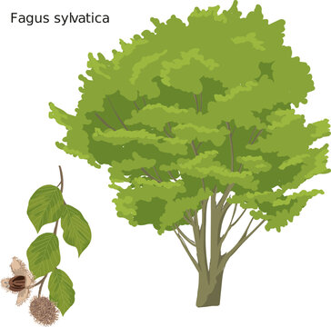 H&ecirc;tre commun (Fagus sylvatica) SVG