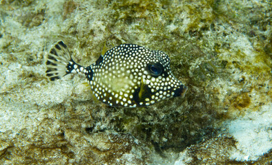 Perlenkofferfisch am Riff vor Bonaire