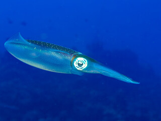 Kalmar an einem Riff vor Bonaire © Wolfgang