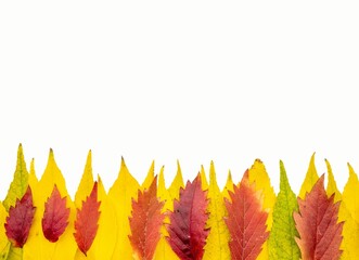 Autumnal background with an array of beech leaves on a white background