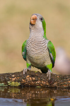 Parakeet perched on a branch of Calden , La Pampa, Patagonia, Argentina