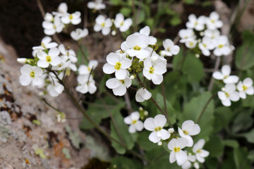 white flowers blooming in nature in spring