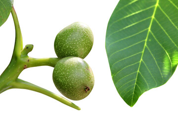 Green walnuts growing on a tree