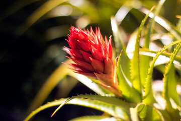 Ananas bracteatus – Red Pineapple