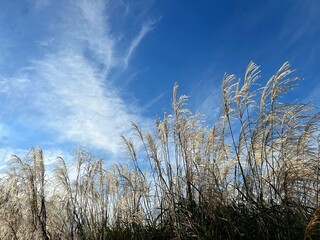Pampas grass in meadow against sky clouds.