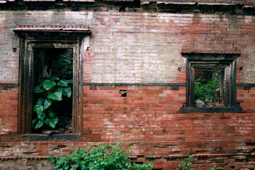 Trees growing out of old home