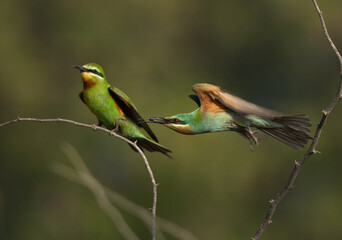 Blue-cheeked bee-eater takeoff from an acacia tree at Jasra, Bahrain