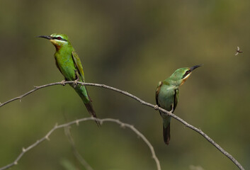 Blue-cheeked bee-eater perched on acacia tree at Jasra trying to catch a bee, Bahrain