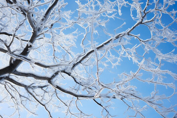 Frozen Tree Limbs Beneath Azure Winter Heaven