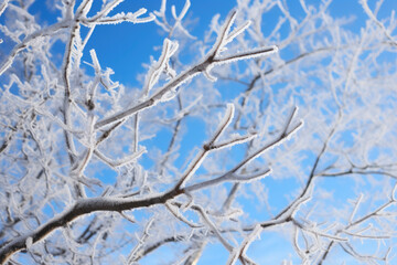 Glistening Icicles Adorn Wintry Branches
